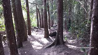 Forêt de Filaos à Mafate