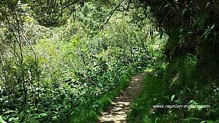 Sentier scout à Salazie, direction Mafate